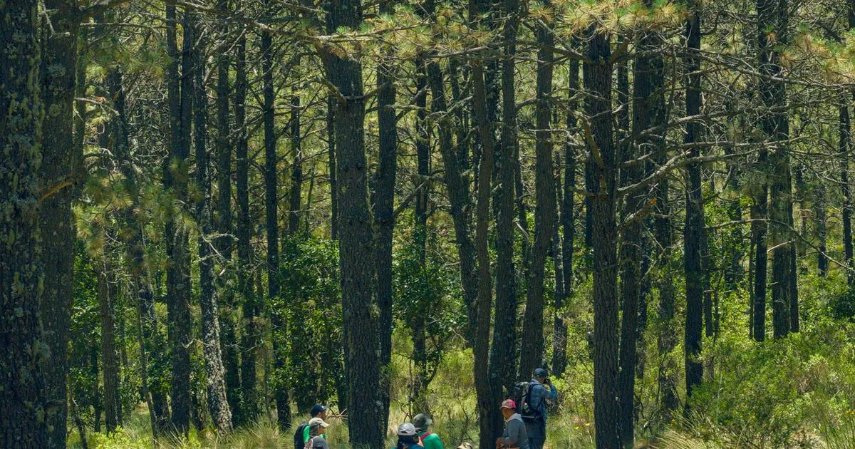Senderismo en Albarracín: ruta por los Pinares de Rodeno